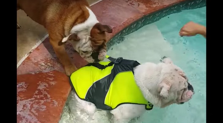A bulldog wants to save his brother from the water, but the result is hilarious
