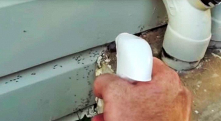 A man puts sugar and water on the outside of his house: here's why...
