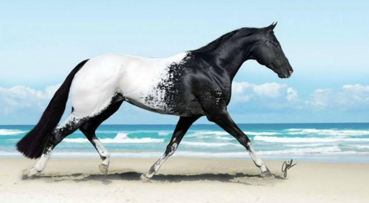 Das eleganteste und majestätischste Pferd der Welt...