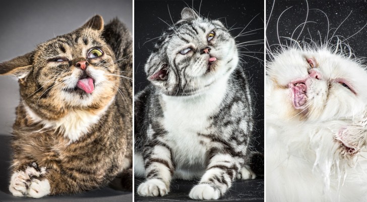 Un fotografo riesce a catturare immagini buffe e adorabili di gatti che si scrollano