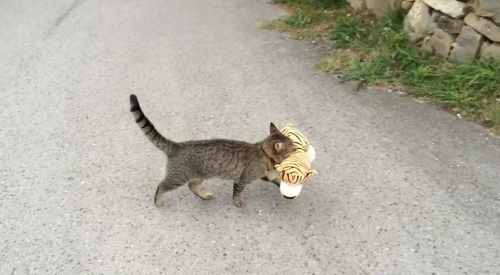 A cat goes to the neighbor and steals a toy. What he watns to do? Watch this !
