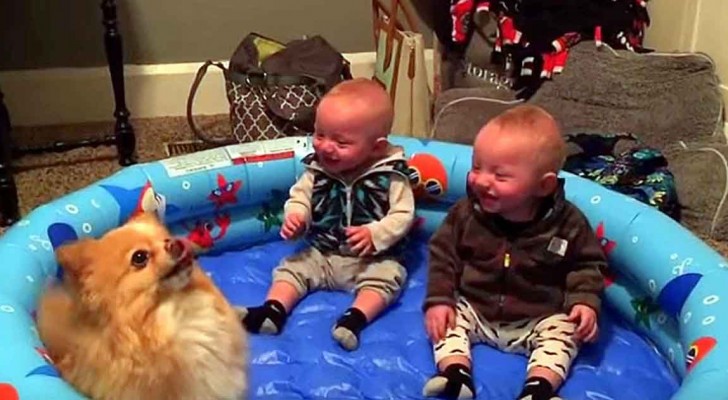 Als der Hund zu hüpfen beginnt, ist die Reaktion der Zwillinge sogar für die Mutter überraschend