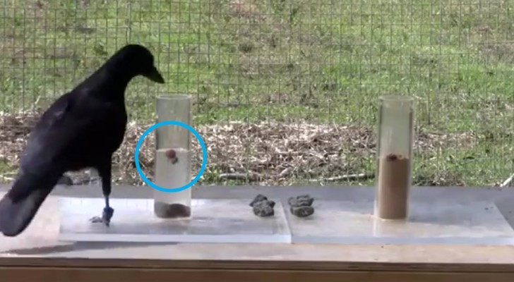 Questo corvo non può raggiungere il cibo nel tubo, ma poi trova una soluzione geniale