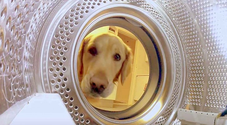 A dog walks towards the washing machine ... what she plans to do to make you smile