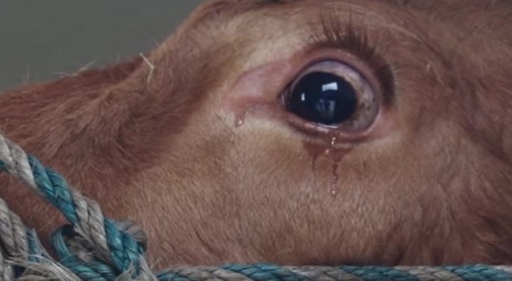 She was destined for the slaughterhouse, but look at her reaction when she was rescued