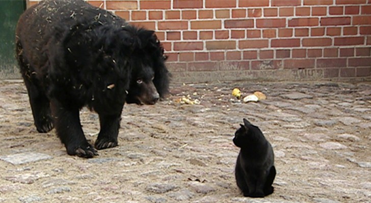 Un gatto entra nel recinto di un orso: quello che succede sfida le leggi della natura