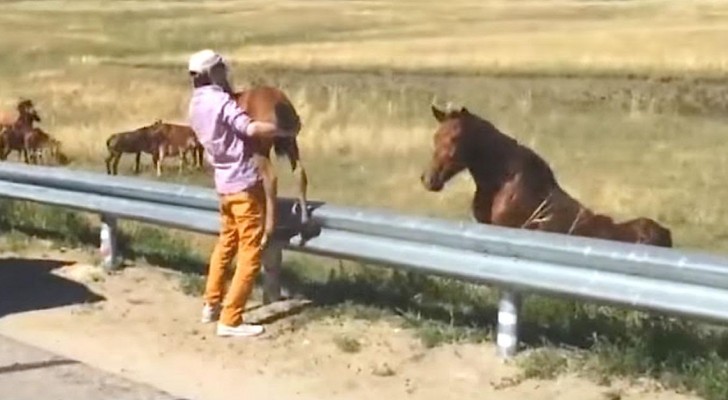 They find a baby horse crying in the street ... What they do next is moving!