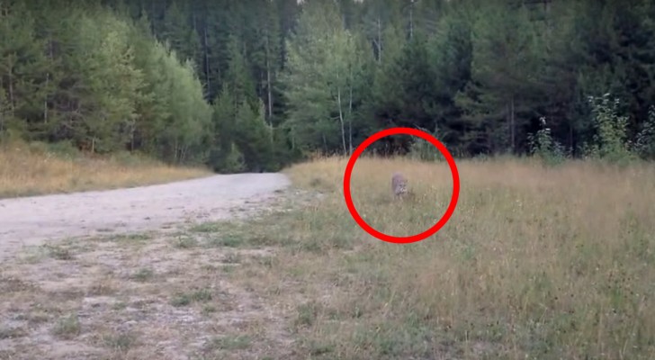 A cyclist notices movements in the grass: someone is following him - and it's not good news!