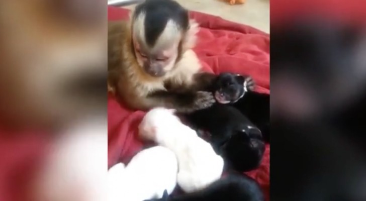 A monkey meets some adorable puppies for the first time ... enjoy his reaction