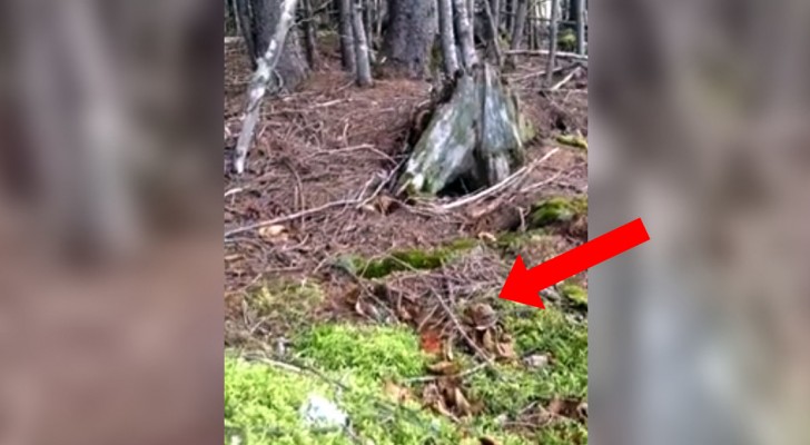 Look closely at the earth under the trees: what you'll see will blow your mind !