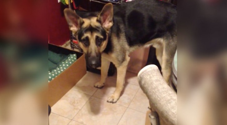 This German shepherd is visibly confused ... why? It will make you smile!