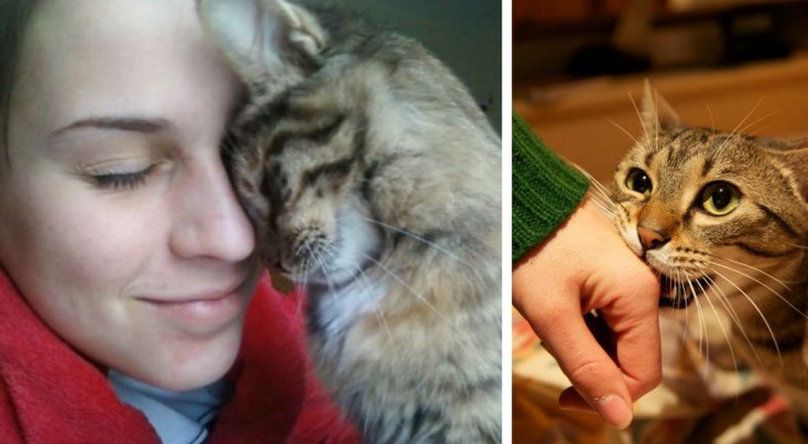 10 azioni con cui il gatto ci comunica il suo amore, senza che ce ne rendiamo conto