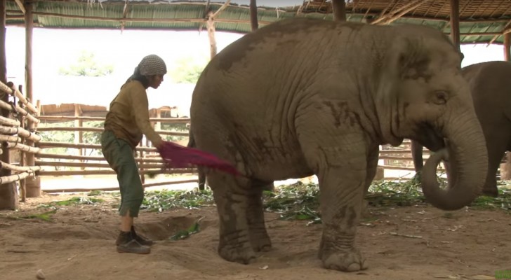 A woman is singing next to an elephant ... Shortly after the impossible happens !