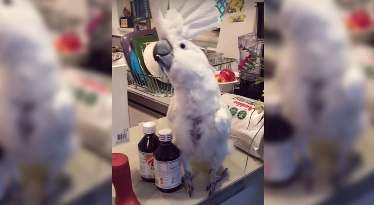 This parrot loves dancing, but in the end he does even more ... !