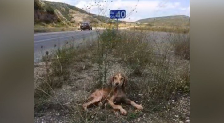 Sjuk och övergiven i längs motorvägen: denna hund blir räddad ifrån en säker död