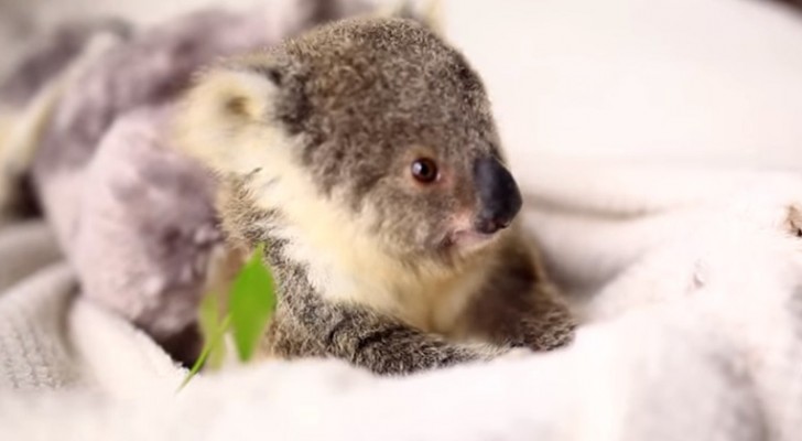 Séance photo pour un bébé koala mais personne ne s'attendait à un modèle comme lui!