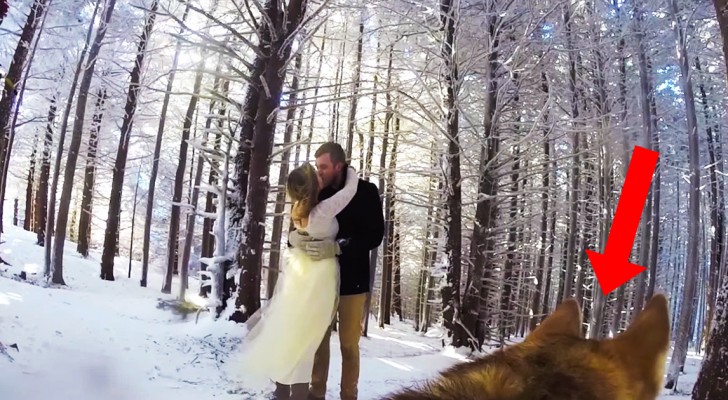 2 sposi fanno girare il video matrimoniale al loro CANE: il risultato è poesia pura