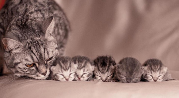 Des photos d'une douceur extraordinaire entre maman chat et leurs petits adorables