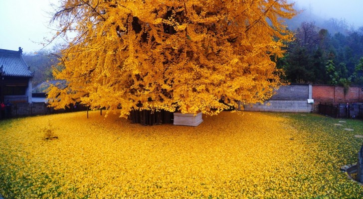 Depuis 1400 ans, cet arbre offre à chaque automne un spectacle à couper le souffle