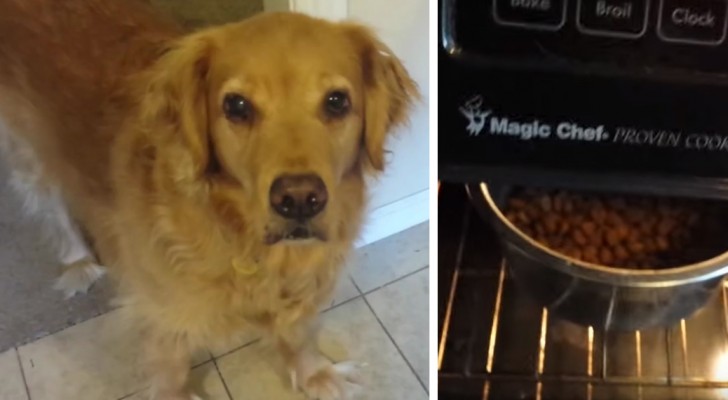 His dog won't eat dry food, but everything changes with this trick!