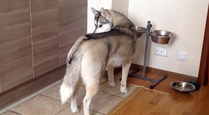 While eating, a husky is "attacked" by a special friend: he's really got some patience !!!