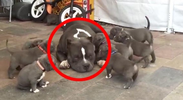 9 wild puppies "attack" a huge Pitbull: her reaction is stunning