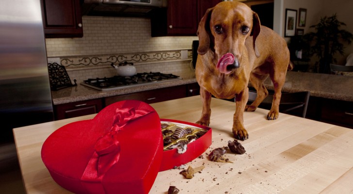 Il cane ha mangiato una scatola di cioccolatini? Ecco cosa può succedere