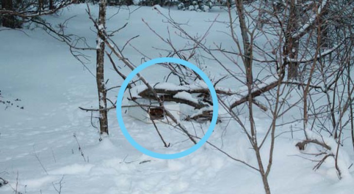 Un homme remarque une boîte dans la neige et sauve deux chatons qui ont été abandonnés à eux-mêmes