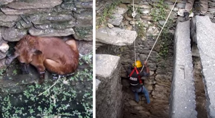 Ein Hund fällt in einen Brunnen und ertrinkt fast. Dann folgt die Rettung 