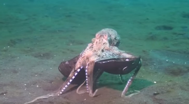 An octopus carries a coconut: why ? You won't believe it !