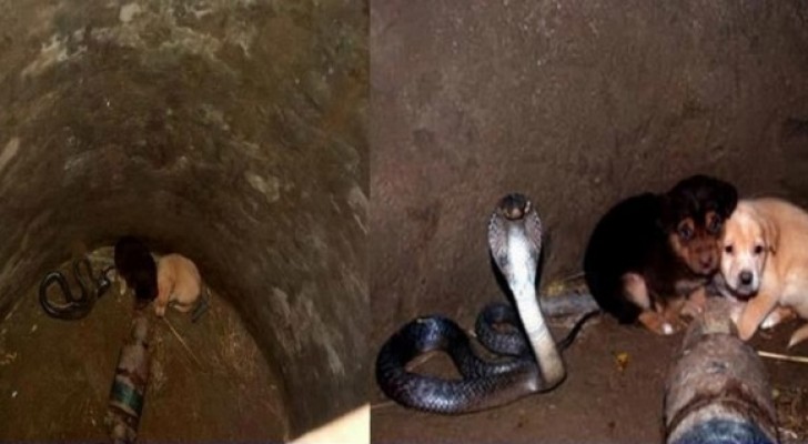 2 cuccioli cadono in un pozzo insieme a un cobra: la sua reazione stupisce tutto il villaggio