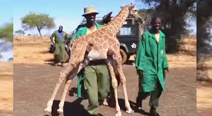 The mother of this giraffe has disappeared, but look what he does when they approach him