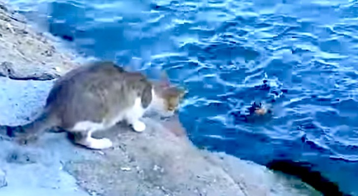 En katt lägger märke till en fisk i havet: se hur han lyckas fånga den på ett förvånande sätt