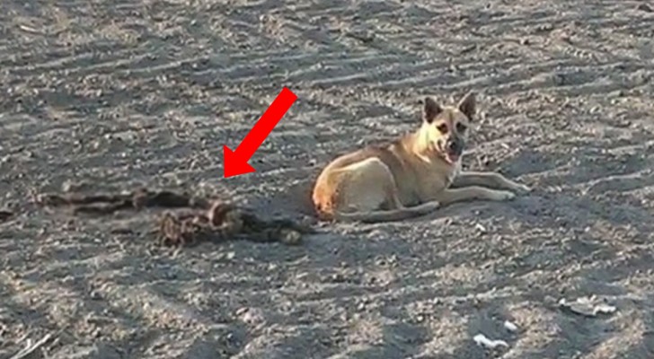 Il motivo per cui questo cane rimane nel deserto lascia di stucco i suoi salvatori