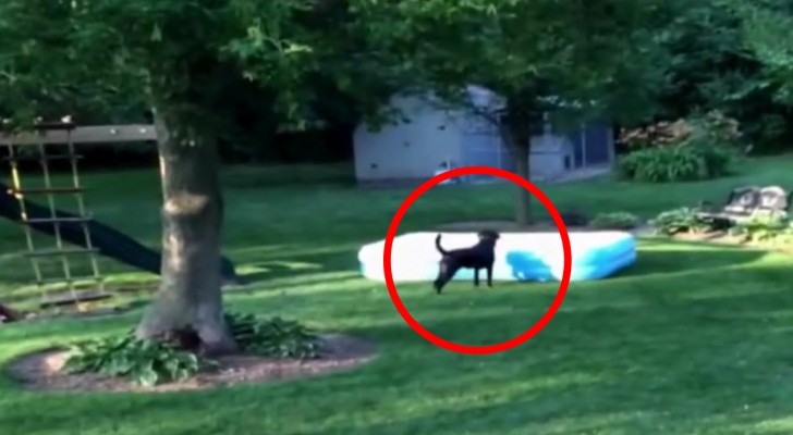The kids are hiding under the pool: what this dog does will get you in stitches