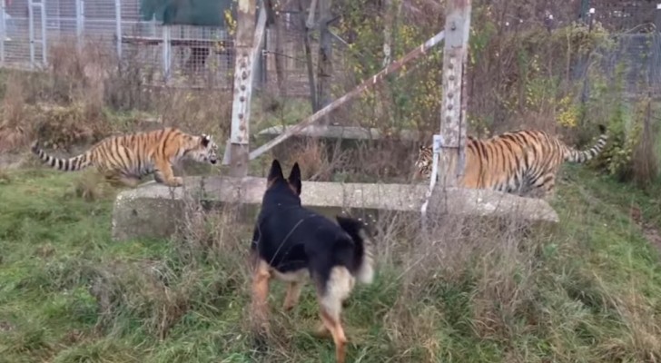 Deze honden rennen af op een paar tijgers, maar gelukkig reageren de tijgers niet zoals je misschien zou vrezen