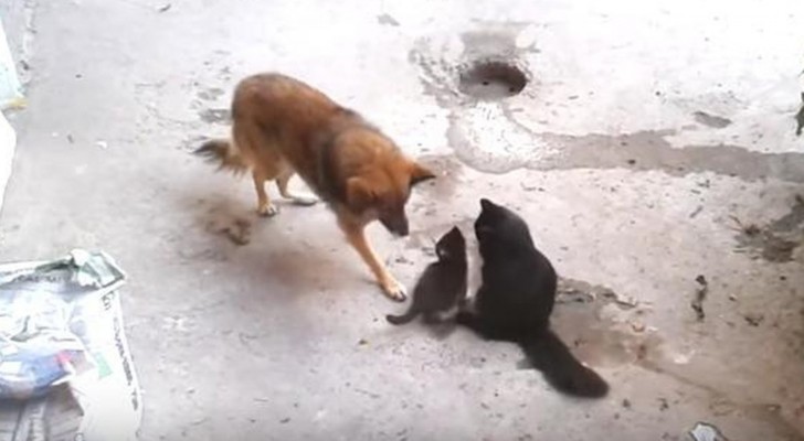 Maman chat présente ses chatons à un vieil ami... Sa réaction n'a pas de prix