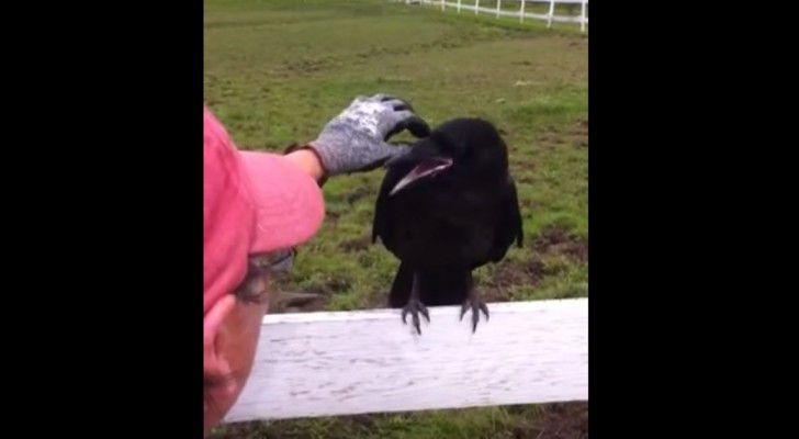Un corvo si posa su un recinto e gracchia per ore: alla fine capiscono il perché... Wow!