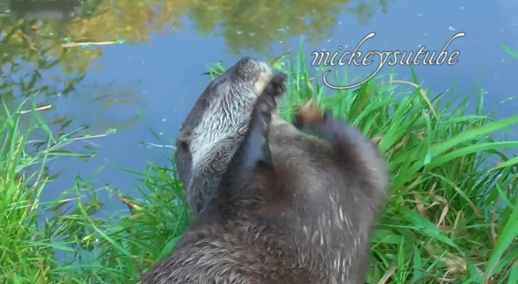 An otter finds a stone in the water: when you'll see how he uses it, you won't believe it!