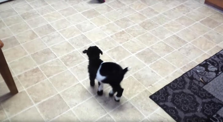 A baby goat tries to jump for the first time ... irresistible !
