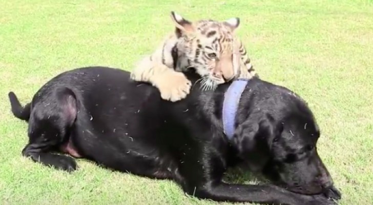 Den lilla tigerungen blir övergiven av mamman, men det som labradoren gör kommer att värma era hjärtan...