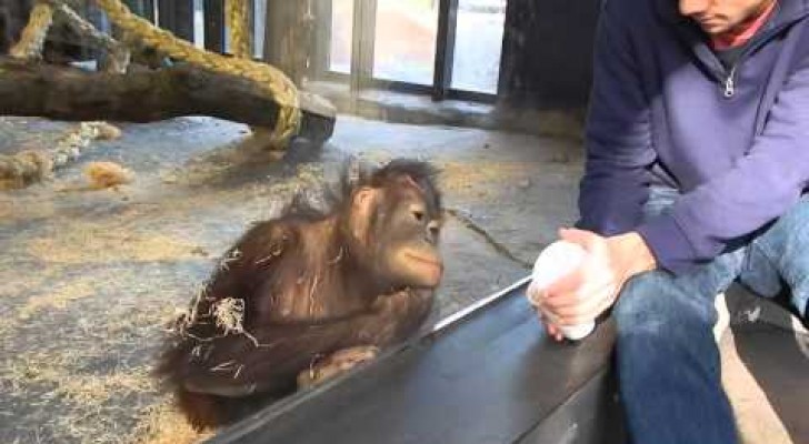Hij laat een orang-oetan een goocheltruc zien. De reactie van de aap is verrassend!