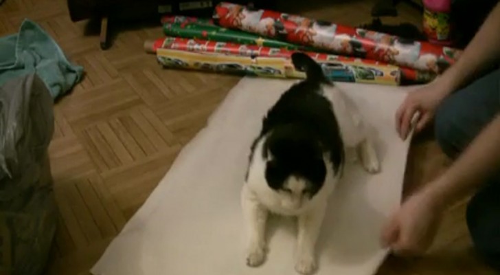 The cat sits on some wrapping paper: what happens next is HILARIOUS