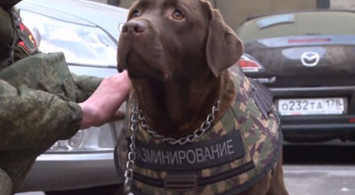 Er komen kogelvrije vesten voor honden aan, zo zullen zij, net als politiemensen beschermd zijn