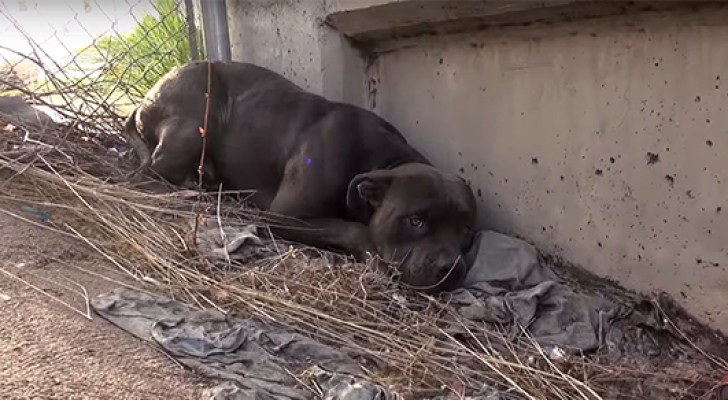 He's about to jump on the highway for the fear, but their rescue operation is brilliant
