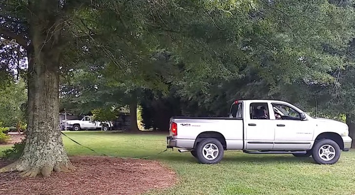 A man wants to bring down a huge tree with his jeep, but the result is hilarious !