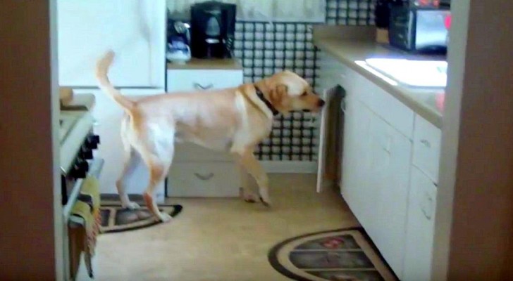Een hond scharrelt rond in de keuken op zoek naar een snack... waar denk je dat hij mee komt aanzetten?