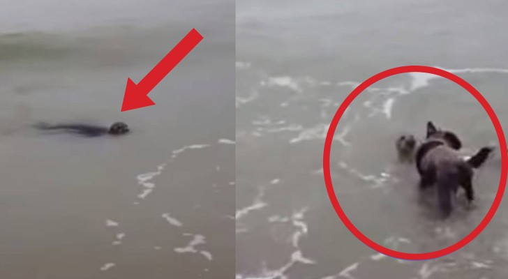 Een zeehond nadert de kust en heeft een bijzondere ontmoeting met een hond 