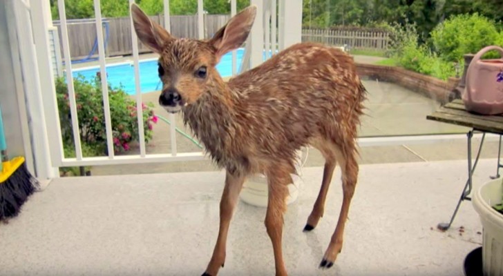 A woman saves a fawn from the pool, but soon after there's a surprise for both