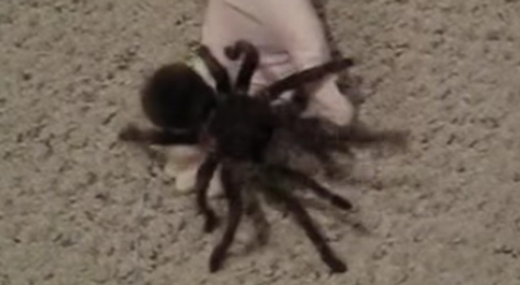 Listen to the noise this tarantula makes... It will make you cringe!